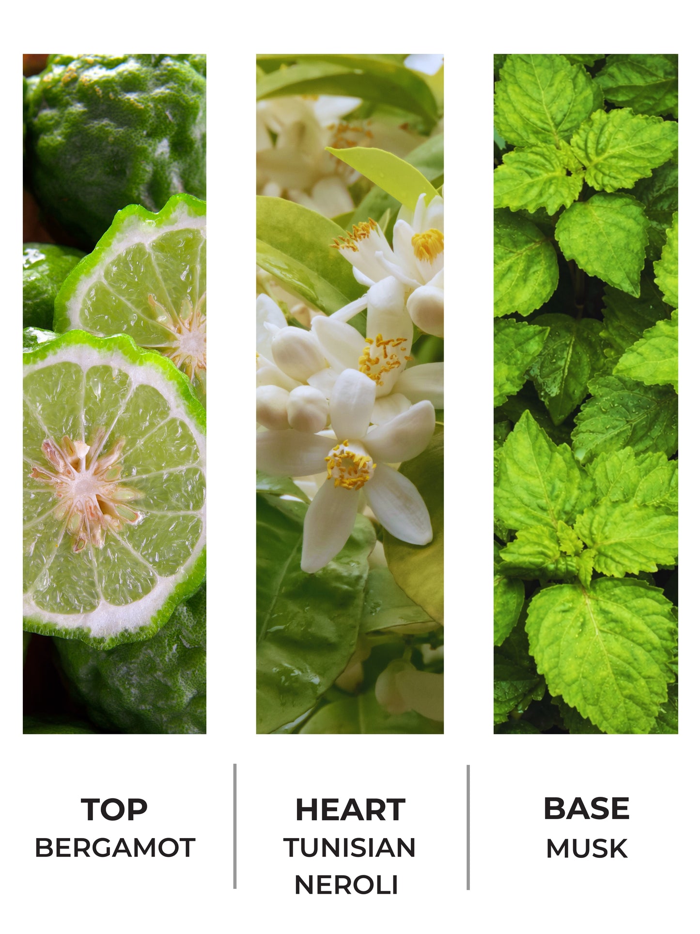 Citrus Aromatic 30ml